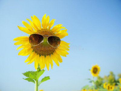 太阳花太阳眼镜