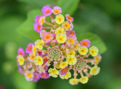 马缨丹五色花图片