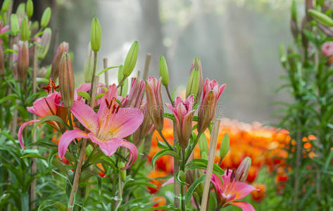 早晨粉红色的丁香花