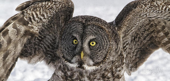 鹰猫头鹰大角猫头鹰大角猫头鹰乌林鸮小猫头鹰猫头鹰巨大的灰色猫头鹰