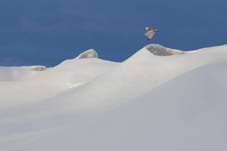 雪地猫头鹰飞过冰冻的海岸线图片