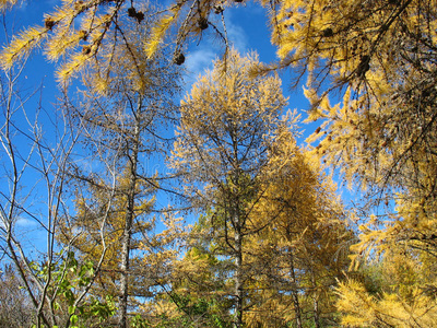 秋天。金色落叶松顶着蓝天