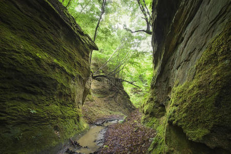 峡谷青苔树谷