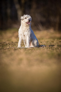 白色雪纳瑞犬