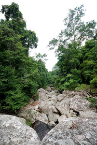 丛林 伍兹 花园 环境 木材 森林 灌木 风景