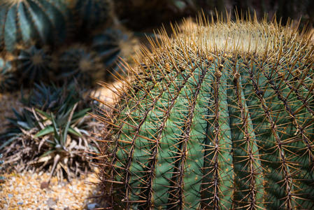 夏天 沙漠 仙人掌 墨西哥 植物学 活的 花园 植物 特写镜头