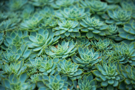 仙人掌 植物 沙漠 特写镜头 活的 夏天 植物学 花园 自然