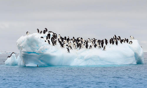 成年阿黛尔企鹅聚集在冰山上图片