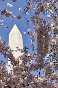樱桃树环绕着华盛顿纪念碑