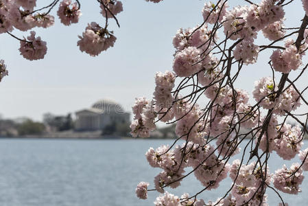 樱桃树在华盛顿特区盛开