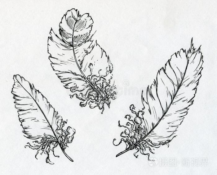 用墨水画的三根羽毛