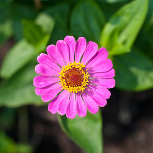 美丽的 特写镜头 花束 颜色 花园 芳香 植物 园艺 花粉