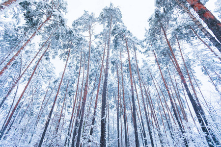 被白雪覆盖的树干和松树的顶部