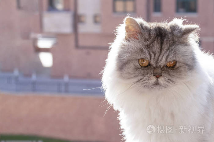 黑白相间蓬松的波斯猫在阳台上的砖房背景下