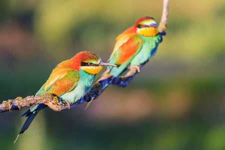 蜜蜂吃的人坐在早晨的阳光下,奇妙的色彩野生动物照片