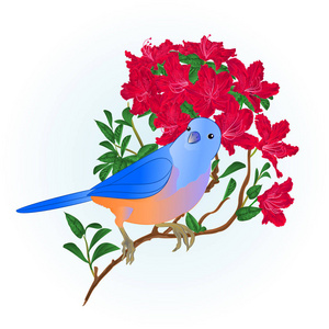 小松鸟蓝鸟画眉，红杜鹃春天背景，复古矢量插图可编辑手绘