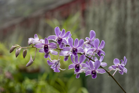 斯里兰卡植物园2015年8月兰花盛开