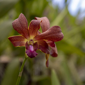 斯里兰卡植物园2015年8月兰花盛开