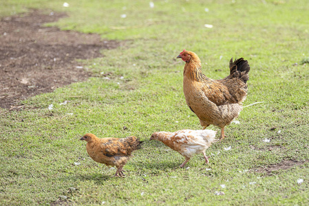 红鸡 妈妈, 鸡走在绿色的院子里寻找食物