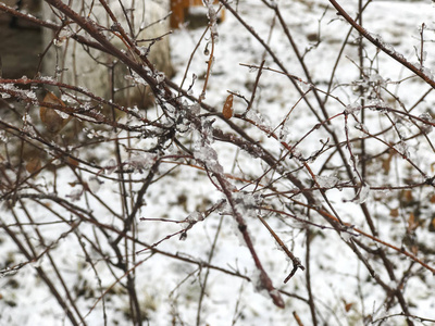 一棵树上的冰冻雪。城市街道上的雪。巴库里亚尼冬季的开始