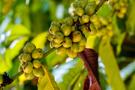 咖啡农场里的绿色年轻咖啡豆。 选择性聚焦。