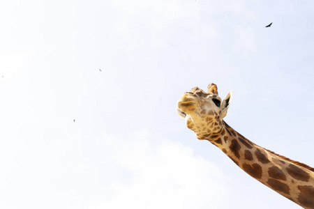 蓝天下可爱的长颈鹿图片