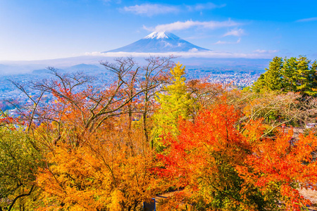 日本大林秋季枫叶树四周美丽的富士山景观，白云蓝天