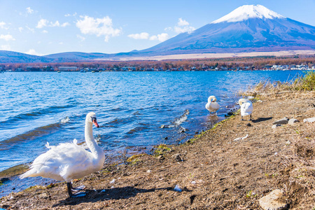 美丽的风景富士山与白天鹅围绕日本山子湖