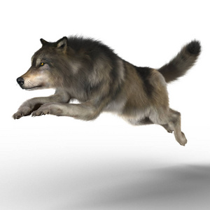 灰色棕色狼奔跑的三维插图渲染.