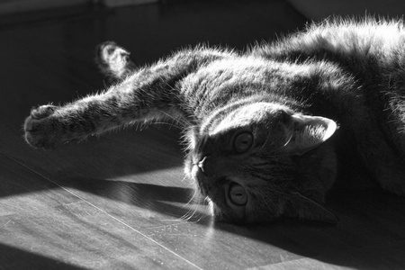 慵懒的的懒猫躺在阳光下照片