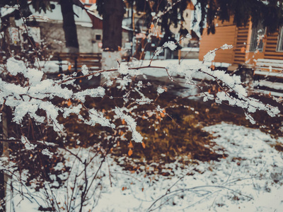 一棵树在雪地里的叶子。 城市街道上的雪。 巴库里亚尼的冬天开始了。