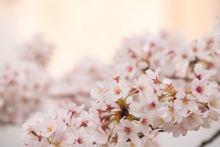 非常美丽的日本樱花樱花春季花背景，文字空间