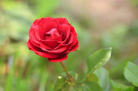 红色玫瑰在美丽的模糊背景上。