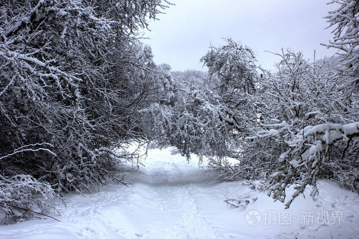 照片 雪中美丽的冬林. 荒无人烟的森林里下雪的冬天.