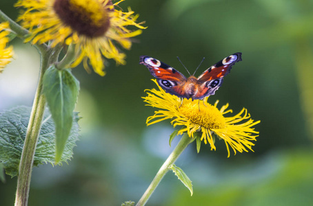 一只蝴蝶坐在一朵花上。 大型昆虫。 夏日风景。 宏观经济
