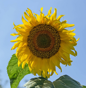 向日葵。 在花园里。 向日葵花夏在花园里。 一朵大花。