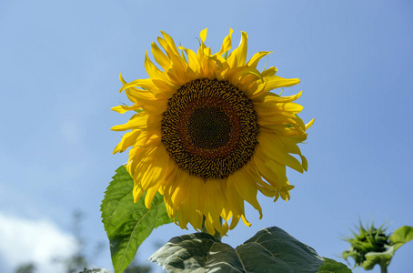 向日葵 在花园里 向日葵花夏在花园里 一朵大花 相似素材图片 摄图新视界 向日葵 在花园里 向日葵花夏在花园里 一朵大花 相似素材图片 摄图新视界