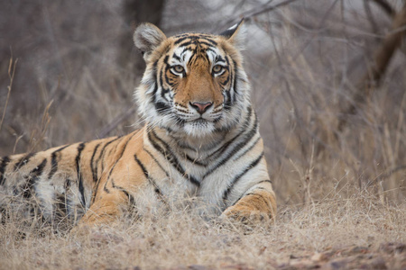 印度老虎在自然栖息地。 它是柔和光线下的一个极好的例证