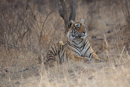 印度老虎躺在班加夫国家公园照片