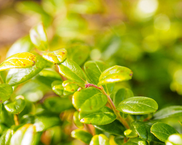 牛莓叶子。 牛痘Lingonberry Partridgeberry或Cowberry。 精英保健茶的原料。 传统医学。