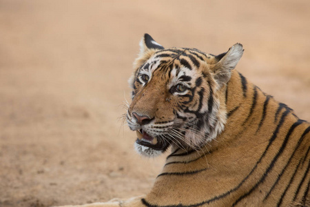印度老虎在自然栖息地。 它是柔和光线下的一个极好的例证