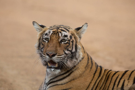 印度老虎躺在自然栖息地。这是柔和光线下的一个极好的例证