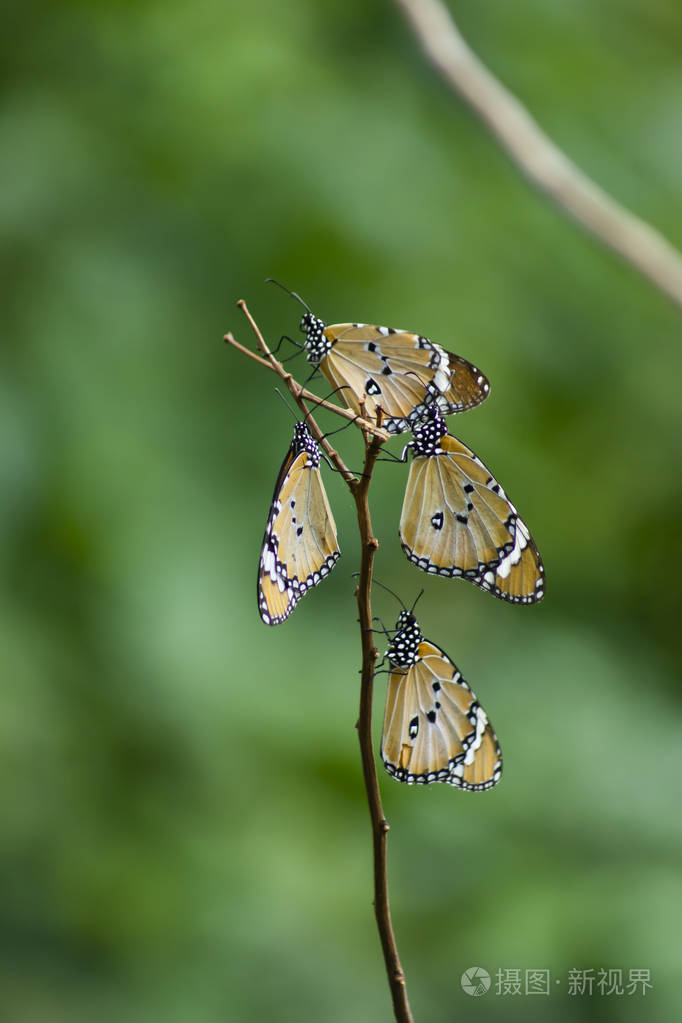 四只蝴蝶在树枝上,背景模糊.