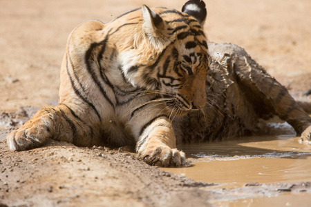 印度老虎躺在班加夫国家公园
