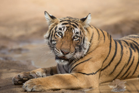 印度老虎躺在班达夫加赫国家公园