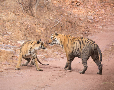 印度老虎在班达夫加赫国家公园。非洲