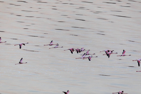 火烈鸟在水面上飞翔。野生动物图片。