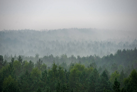 雾蒙蒙的早晨雾蒙蒙的森林风景