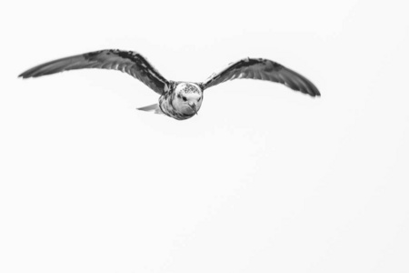 带过渡羽毛的白翅燕鸥，南非