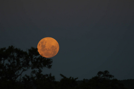 南非克鲁格国家公园，夜晚的满月伴随着树影从地平线上掠过